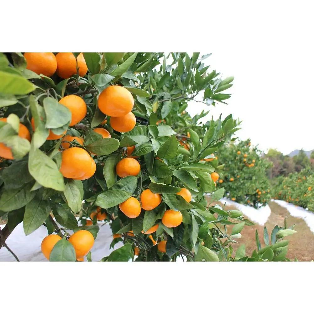 果汁100%ストレートみかんジュース「完熟純しぼり」720ml×2本 和歌山県