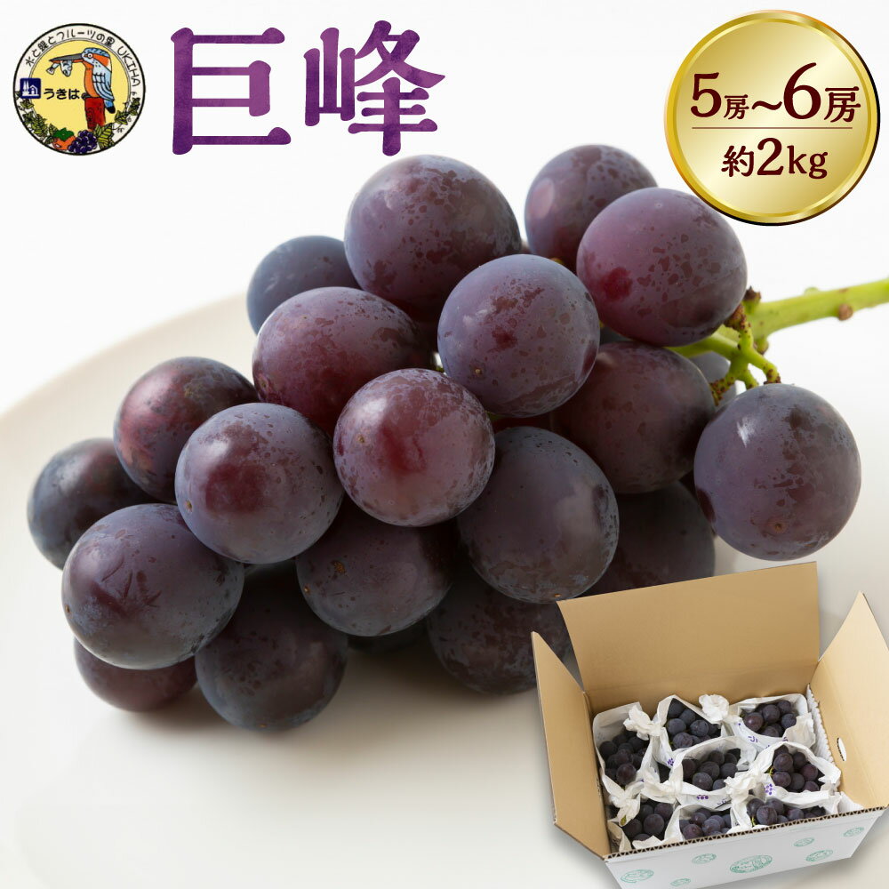 【ふるさと納税】【先行予約】龍頭農園 巨峰 5～6房 （約2kg） 【2026年8月上旬～8月下旬より順次発送予定】 葡萄 ぶどう ブドウ 果物 くだもの フルーツ 果実 お取り寄せ 送料無料 福岡県 うきは市 冷蔵