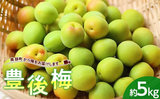
                  【数量限定】大玉・肉厚！ 青森県 南部町産 豊後梅 約5kg (バラ) 《西塚農園》 ぶんご梅 梅酒 梅シロップ 梅干し 梅ジャム 果物 くだもの フルーツ 2026年発送 F21U-318
                
