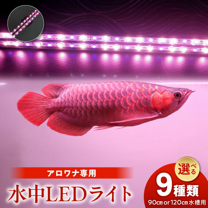 【ふるさと納税】水中LEDライト アロワナ 選べる種類 水槽 水中 ライト 朱紫龍 紅龍 藍底 金龍 テンニングライト 水槽ライト LED 照明 水中照明 光 綺麗 強化ガラス 吸盤 1年保証 簡単 設置 でんらい インテリア 雑貨 愛知県 小牧市 送料無料