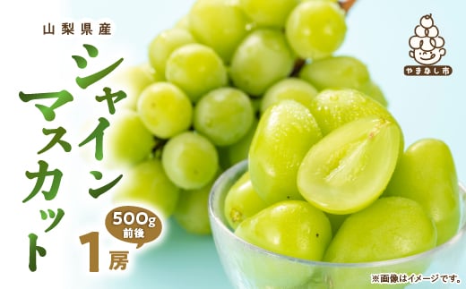 シャインマスカット1房(500g前後 ふるさと納税)【1280518】