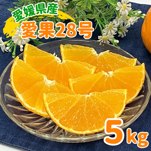 愛果28号 5kg みかん 農園直送 先行予約 12月から順次発送 愛媛 数量限定 愛媛県産 人気 柑橘 伊予市｜C92