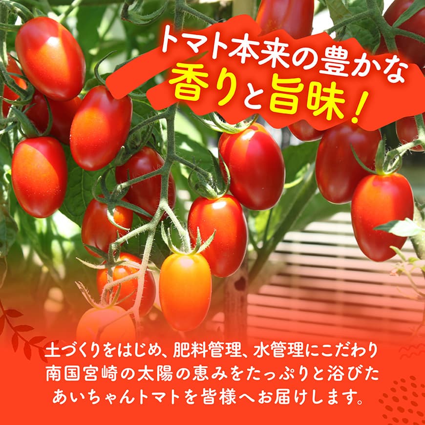 【令和8年発送】宮崎県産　あいこトマト1.5kg　&　スナップエンドウ1kg 【 野菜 ミニトマト とまと スナップエンドウ 宮崎県産 川南町産 野菜 産地直送 新鮮 数量限定 】