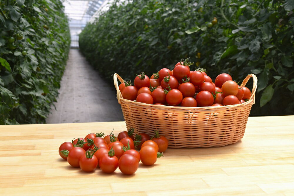 【ふるさと納税】【フルーツトマト】丹那高原トマト　フルティカ（1.8Kg）／ 野菜 やさい とまと 中玉 産地直送 伊豆の国 静岡 静岡県