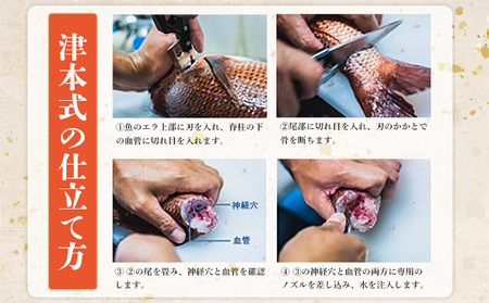 ＜津本式究極の血抜き 白寿真鯛 セミドレス 1尾（約1.5kg）＞ 鯛 タイ たい マダイ まだい 活〆 尾頭付き 養殖 特産品 魚 お祝い 内祝い ギフト 贈答 贈り物 赤坂水産 赤坂竜太郎 愛媛県