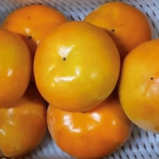 柳フルーツ園の富有柿　約5kg