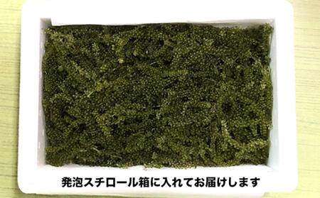 南城市産海ぶどう500g