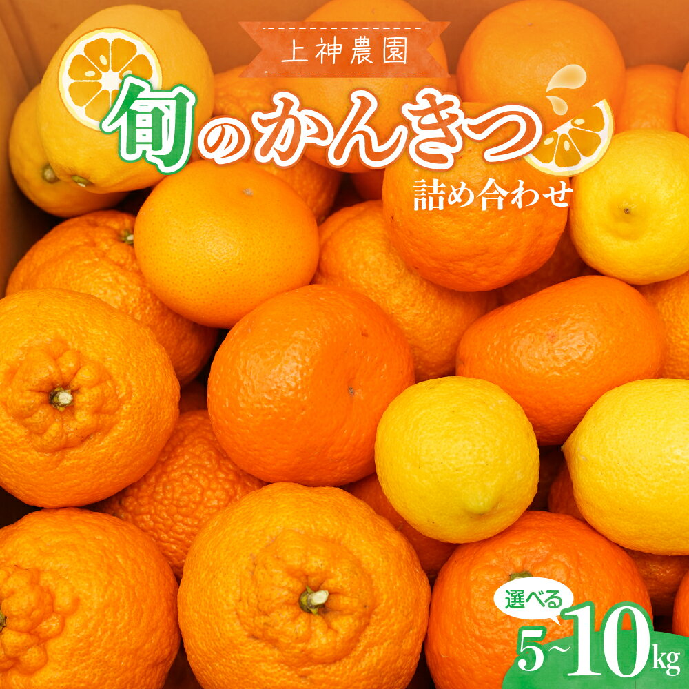 【ふるさと納税】旬の柑橘 詰め合わせ 約5kg / 約10kg内容量が選べる みかん ミカン 詰め合わせ 柑橘 果物 フルーツ お取り寄せ ジューシー 甘い ポンカン 不知火 しらぬい オレンジ 甘夏 八朔 はっさく レモン 檸檬 冬 爽やか 広島県 呉市
