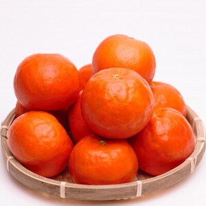 ＜4月より発送＞厳選 セミノールオレンジ5kg+150g(傷み補償分)【有田産】【光センサー選別】【配送不可地域：離島・北海道・沖縄県】【1345587】