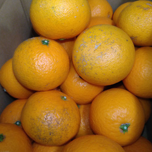 【先行予約】Saito Orange Farmの訳あり清見タンゴール10kg（2026年3月中旬頃より順次発送） IKTAQ010