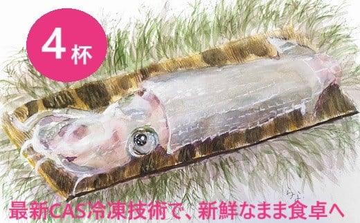 
【呼子産】松イカ（スルメイカ）の姿造り4杯セット
