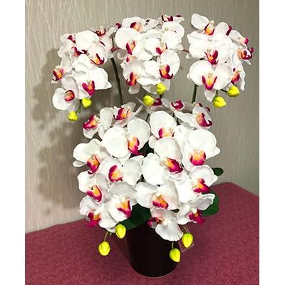 ふるさと納税 大垣市 光触媒造花胡蝶蘭　5本立(ホワイトピンク)