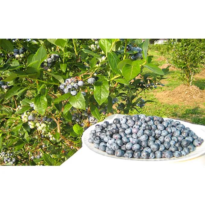 ブルーベリー 有機JAS 冷凍 北海道産 ブルーベリー【700g(140g×5パック)】