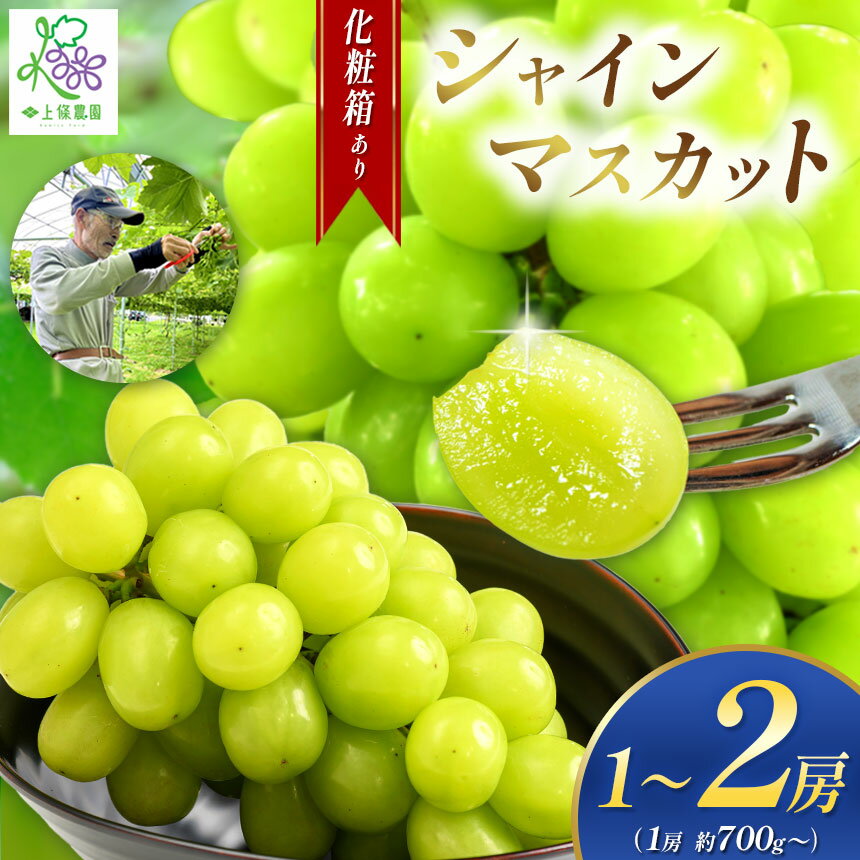 【ふるさと納税】【先行予約】シャインマスカット 選べる！贈答用化粧箱 or 通常箱 ＋ 内容量【9月中旬頃～順次発送予定】| 果物 くだもの フルーツ 葡萄 ぶどう ブドウ マスカット シャインマスカット ギフト プレゼント 贈答用 化粧箱 通常箱 長野県 塩尻市