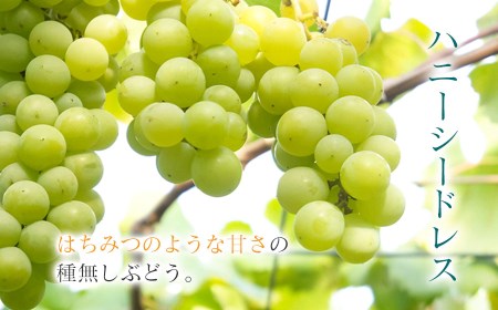 【令和6年産先行予約】ハニーシードレス 約2kg（6～7房） 種なしぶどう　カラフルぶどう園