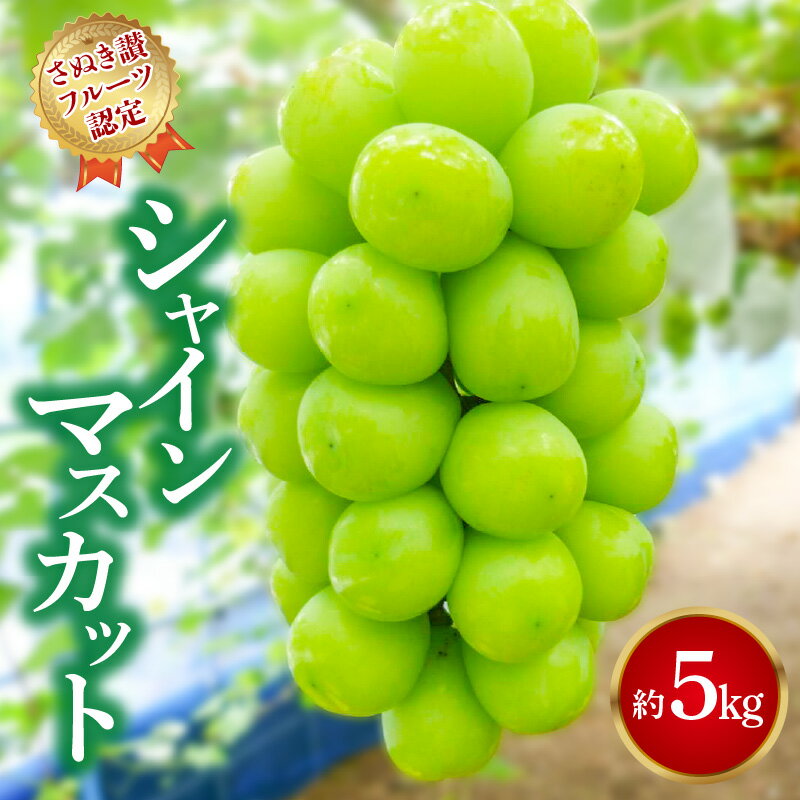 【ふるさと納税】【さぬき讃フルーツ認定】 シャインマスカット 約5kg 先行予約 2026年 [ 大粒 高級 ぶどう 葡萄 ブドウ 種なし 皮ごと フルーツ 果物 贈答用 ギフト 人気 おすすめ 詰合せ お取り寄せ 国産 旬 新鮮 産地直送 香川県 三豊市 返礼品 造田商店 ］