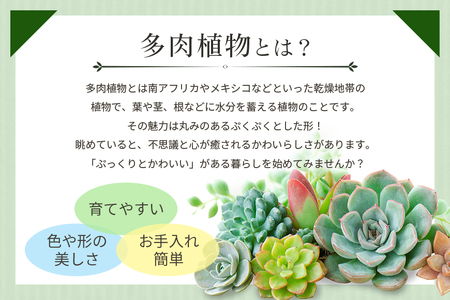 可愛い多肉植物寄せ植え体験鉢