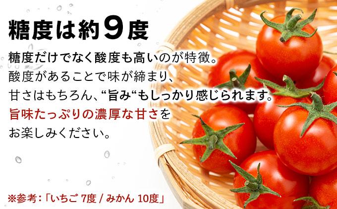 北海道産 ミニトマト ネネ 約3kg フルーツトマト 幻の 高糖度 ジューシー プチ トマト 甘い 濃厚 彩り 鮮やか 希少 お中元 お歳暮 暑中見舞い 帰省土産 ご自宅用 産地直送 大滝農園 送料無