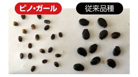 こだまスイカ ピノ・ガール（2玉） 【2024年5月中旬より発送開始】感動必至！ タネが気にならない スイカ 西瓜 [BC028sa]