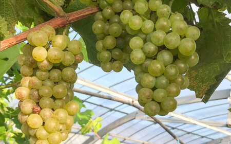 ワイン用 ブドウ苗(シャルドネ) 6号鉢入り 2~3年生 大苗 樹高60cm前後 苗 苗木 BHCQ007