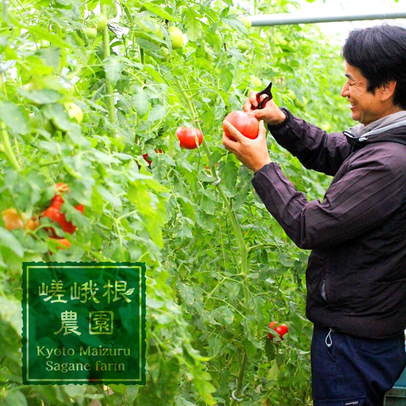 夏野菜セット 辛くない 万願寺とうがらし1kg トマト2kg 化粧箱入 合計3kg 夏野菜 野菜 セット 万願寺とうがらし とまと トマト 万願寺 新鮮 産地直送 農家直送 箱入り 京都 舞鶴 嵯峨根