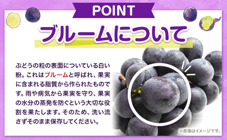 訳あり ニューピオーネ 約600g《9月中旬-11月上旬頃出荷(土日祝除く)》｜ピオーネピオーネピオーネ
