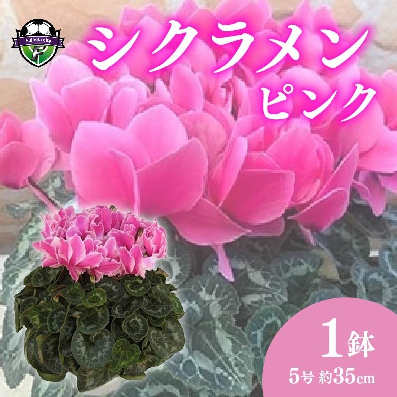 
                  【 先行予約 ：2026年12月発送 】 花 高級 シクラメン 鉢植え ピンク 系 5号 冬 季節 ガーデン ガーデニング 庭 贈答 プレゼント ギフト 植物 オンライン決済限定 [4905548]
                