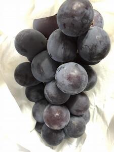 【2024年先行予約・数量限定】朝採り 巨峰「種あり」 訳あり品 約2kg<2024年8月中旬~発送> //巨峰 朝採り巨峰 ぶどう ぶどう先行予約 大府産ぶどう