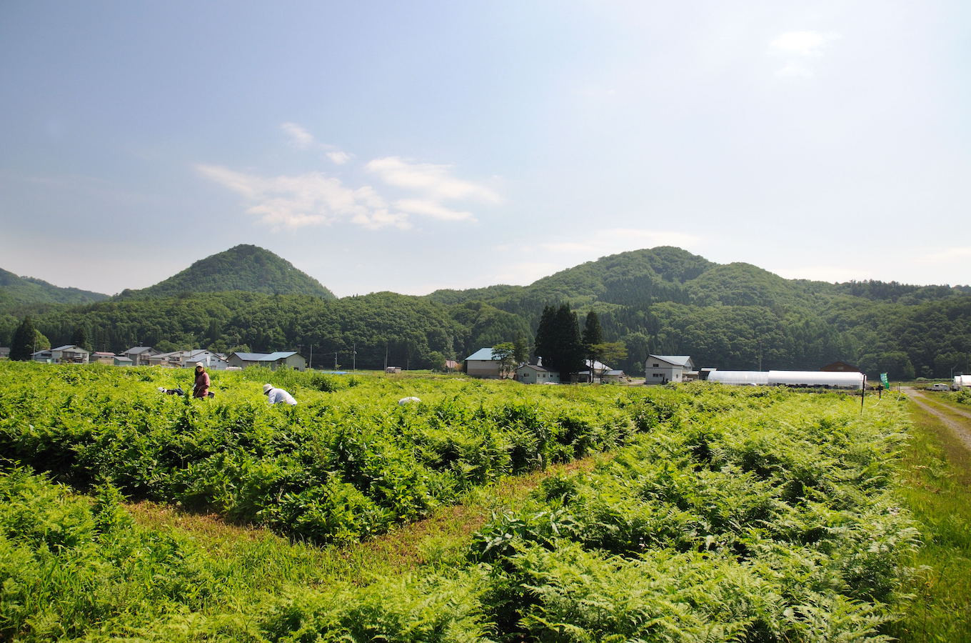 自然豊かな西和賀町、槻沢地区にあるやまに農産のわらび園