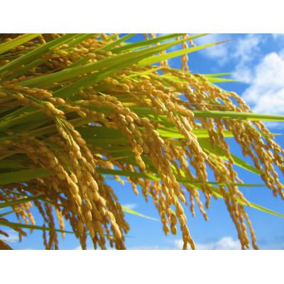 ふるさと納税 新庄市 米の匠みのりガーデン/金賞受賞農家の【特上 雪若丸】5kg×2袋　計10kg |  | 02