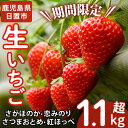 【ふるさと納税】＜先行予約受付中！＞ 鹿児島県産生いちご「さがほのか・恋みのり・さつまおとめ・紅ほっぺ」からお届け！(合計1.1kg超・280g×2P×2箱) 国産 九州産 苺 イチゴ フルーツ 果物 果実【片平観光農園】