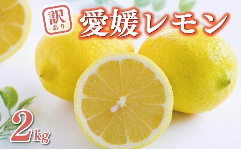
                  数量限定 訳あり レモン 2kg 6000円 柑橘 サイズ 不揃い 家庭用 わけあり 檸檬 国産 フルーツ 果物 果実 産地直送 農家直送 期間限定 特産品 瀬戸内 ワックス 防腐剤 不使用 有機栽培 果汁 人気 新鮮 レモネード 塩レモン レモン酢 レモンソース はちみつレモン レモンケーキ レモンスカッシュ レモンサワー レモン酎ハイ 等に ビタミン ミッチーのおみかん畑 愛南町 愛媛県
                