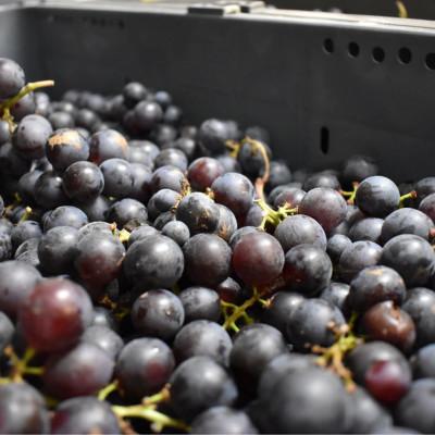 ふるさと納税 大鰐町 【青森のワイナリー　サンマモルワイナリー】津軽ワインクラシック　赤・白2本セット |  | 02