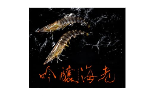 
＜山口県防府市向島産＞2L～3Lサイズ吟醸海老活き500g(10～14尾前後)【1375338】
