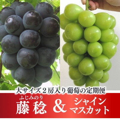 【ふるさと納税】【発送月固定定期便】【2026年先行予約】大きな藤稔とシャインマスカットの満足2回便!全2回【配送不可地域：離島】【4066248】