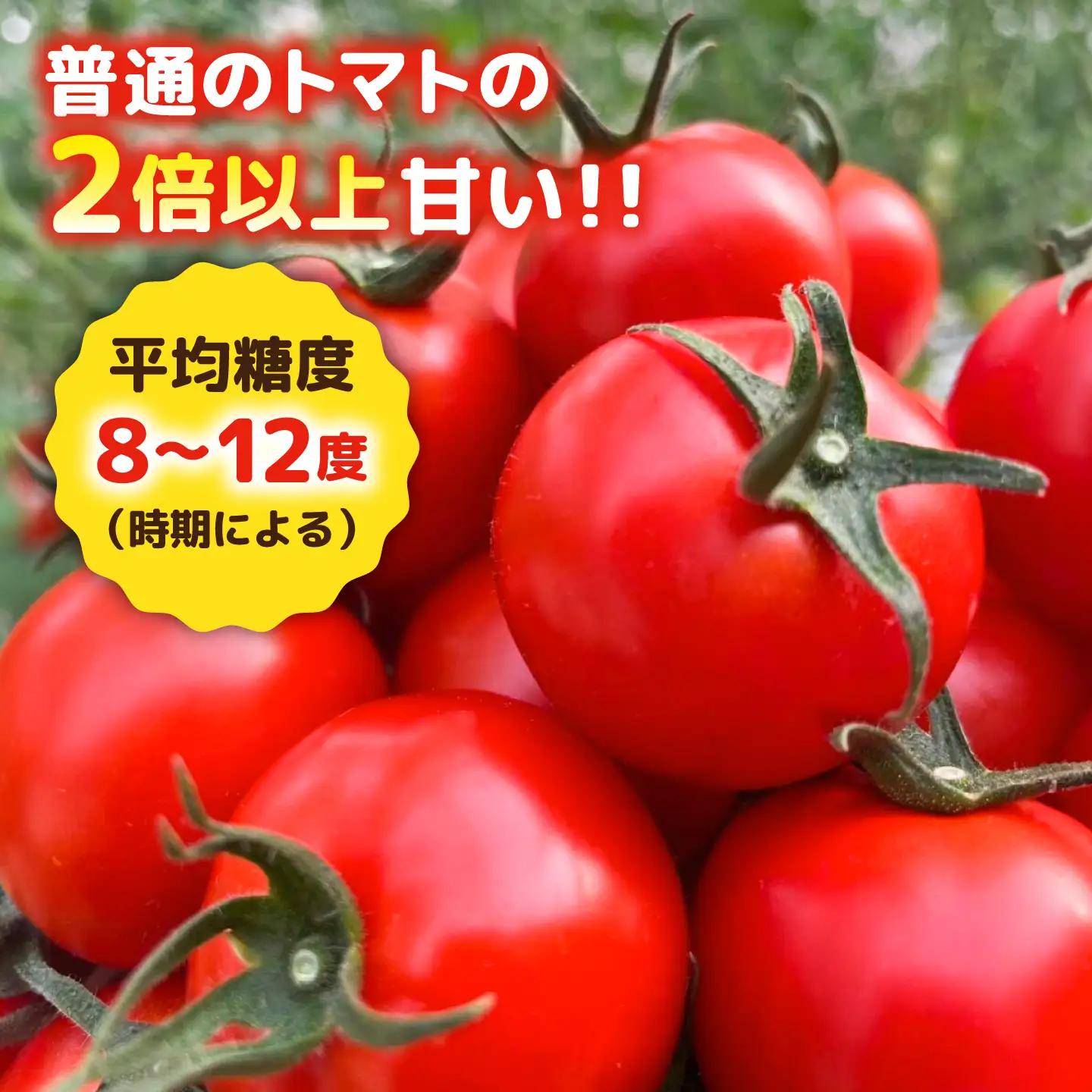 【先行予約】【全3回定期便】 フルティカ 2kg (1kg×2箱)  糸島市 / かわぞえ農園 【2026年11月以降順次発送】[AAM012]