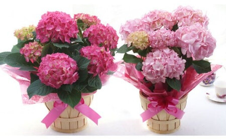 グリーンのある生活を観葉･多肉･花鉢植物（12か月）