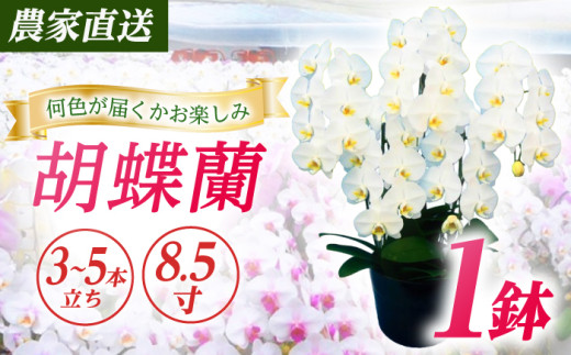 【3〜5本立ち8.5寸】生産農家直送！ 胡蝶蘭 1鉢 洋蘭 蘭 鉢植 花 フラワー 植物 こちょうらん コチョウラン お花 生花 鉢花 鉢 ギフト プレゼント お祝い 【足柄金太郎洋蘭園】開成町 [BDAB012]