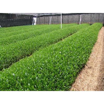 ふるさと納税 宇治市 森半 京の現代名工 吉田利一作 宇治玉露100g |  | 01