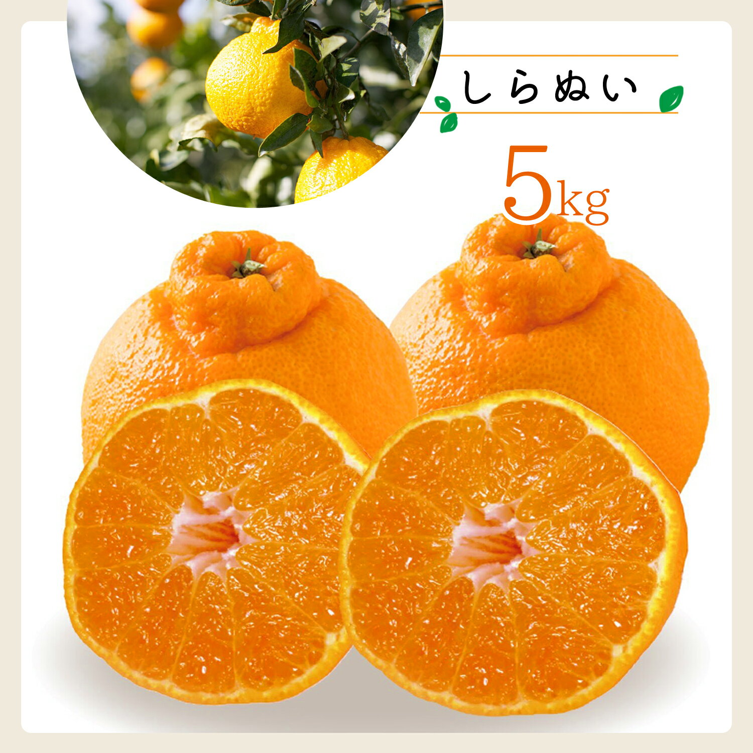 【ふるさと納税】コウ果樹園「しらぬい」たっぷり5kg【C33-23】_ みかん ミカン 蜜柑 フルーツ 果物 くだもの 人気 美味しい 愛媛県 八幡浜市 柑橘類 柑橘 不知火 ふるさと 【1052369】YWTG009