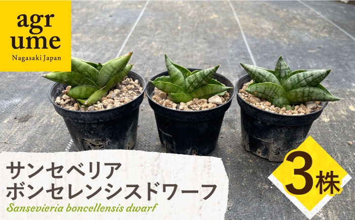 
                  サンセベリア ボンセレンシスドワーフ 3株 sansevieria boncellensis dwarf 長与町/アグリューム [EAI235]
                
