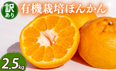 早期予約 訳ありぽんかん2.5kgポンカンポンカンポンカンポンカン