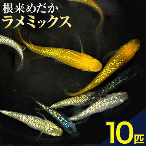 【ふるさと納税】メダカ(ラメミックス) 10匹 根来めだか《90日以内に出荷予定(土日祝除く)》和歌山県 岩出市 めだか 観賞魚 ラメミックス ラメメダカ ラメ 送料無料