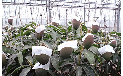 HI-2【2026年発送 予約受付分】石垣島のマンゴー 約2kg 