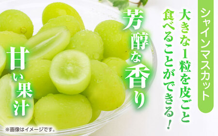 訳あり 紅白ぶどう2種（シャインマスカット＆クイーンニーナ）食べ比べ 切り落とし 計約1kg  【合同会社 社方園】[ZBZ041]