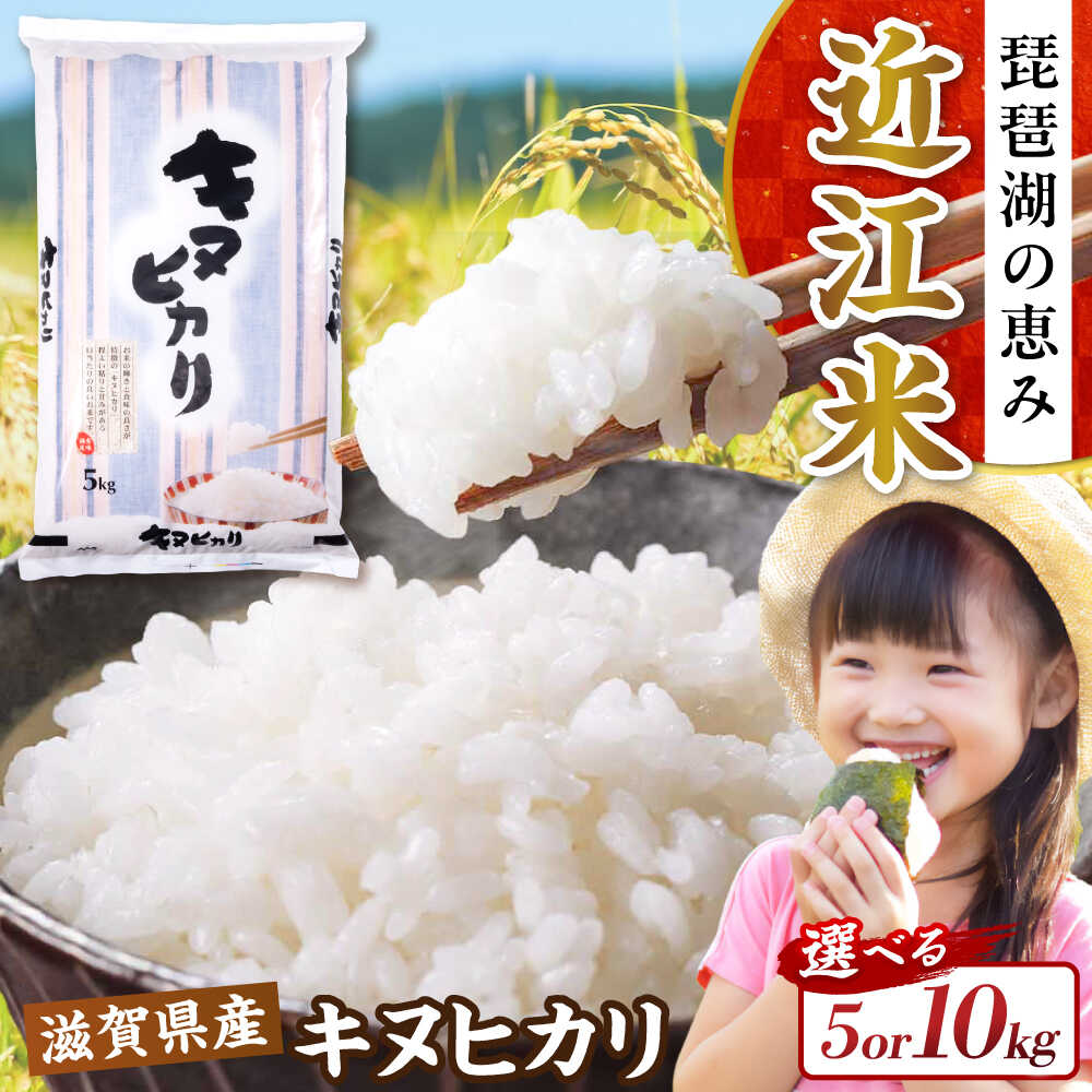 【ふるさと納税】【令和7年産新米】【選べる容量】キヌヒカリ 5kg〜10kg 白米 滋賀県長浜市/株式会社コメック[AQDH003] きぬひかり 米 お米 白米 5kg 10kg 近江米 新米 美味しい ごはん 人気 おすすめ ブランド米 ごはんのお供 5キロ 10キロ
