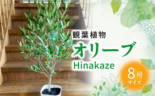 066-20 【4月以降(九州地方から)発送】観葉植物 オリーブ(ひなかぜ)1鉢