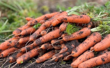 訳あり 規格外 にんじん 約10kg 有機JAS認証取得 栽培期間中農薬 除草剤 化学肥料不使用 野菜 食材 緑黄色野菜 国産野菜 えぐみがない 甘い人参 産地直送 キャロット ベジタブル 
