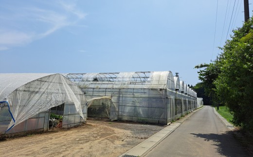 【先行予約】【数量限定】 茨城県土浦市産 シャインマスカット 1.4kg | 大きい 果物 フルーツ ぶどう ブドウ 葡萄 ギフト 贈り物 予約 旬 ※2026年9月～発送
