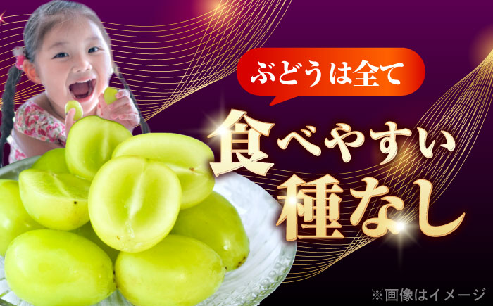 ＜赤秀＞ 種無しぶどう 食べ比べ セット 3～5房 2kg ／ ぶどう ブドウ 葡萄 果物 フルーツ 国産 産地直送 農家直送 愛媛県 内子町産【藤友巨峰園】 [BKCI001]